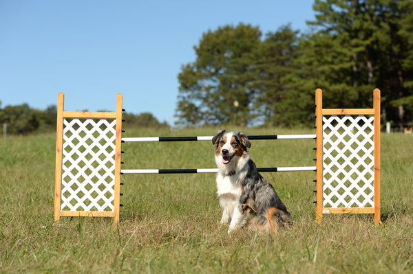 Lattice Kid Jump - Kids, Dogs, and Hobby Horses Love them!