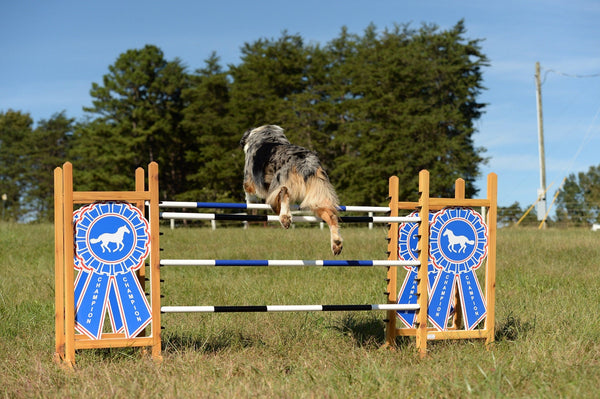 Custom Blue Ribbon Kid Jump - Kids, Dogs, and Hobby Horses Love them!