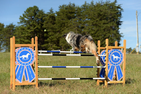 Blue Ribbon Kid Jump - Kids, Dogs, and Hobby Horses Love them!